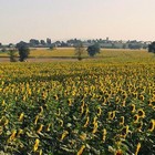 champ de tournesols