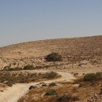 paysage aride, arbre et chemin