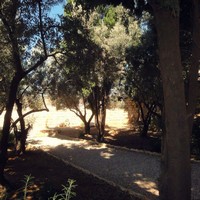 Un jardin sur le Mont des Oliviers à Jérusalem