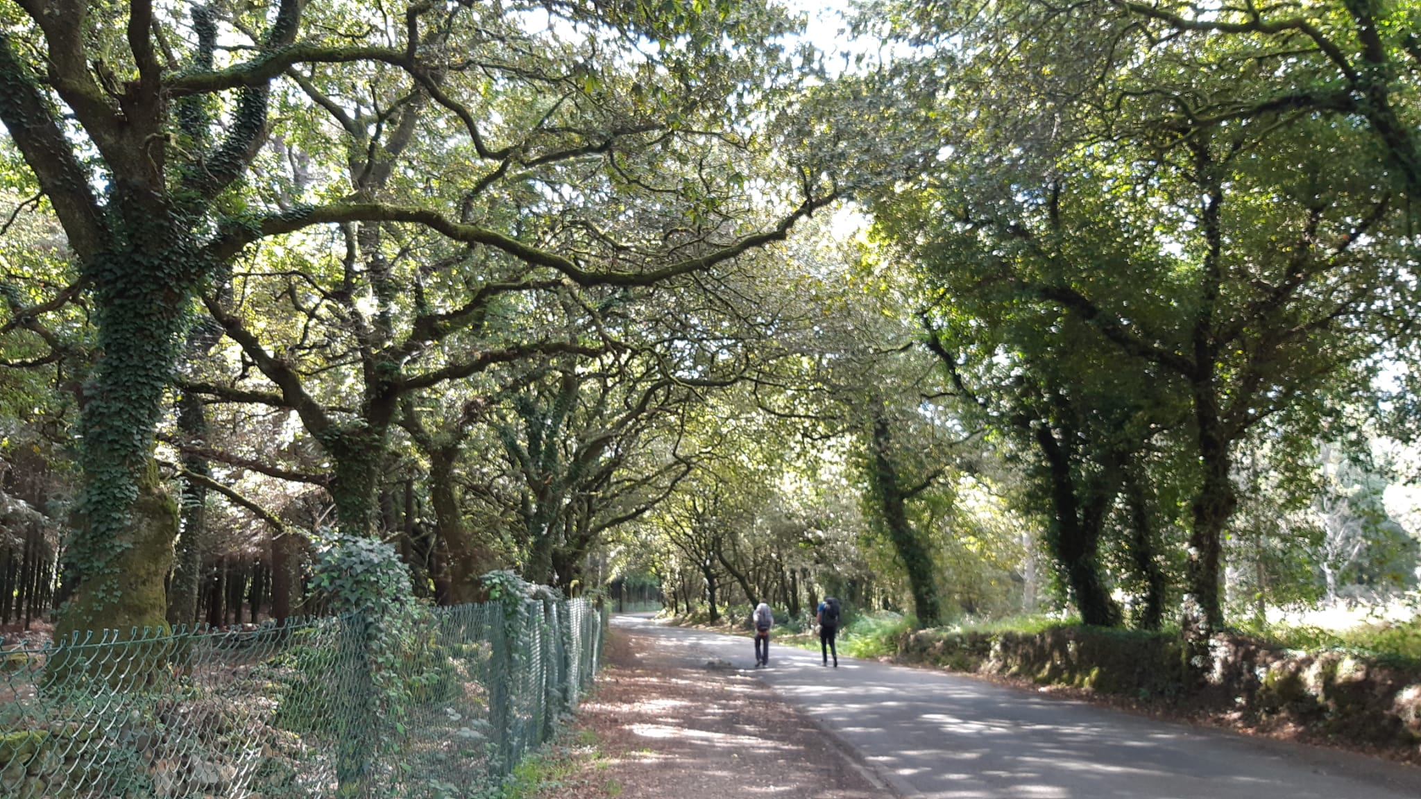 camino forêt 6794e